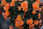 Begonia hybrida Bellissa Orange
