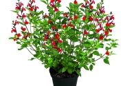 Salvia hybrida Visional Red