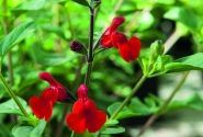 Salvia hybrida Visional Red