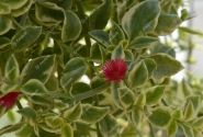 Aptenia cordifolia Mezzo Trailing Red