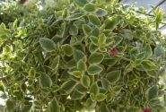 Aptenia cordifolia Mezzo Trailing Red