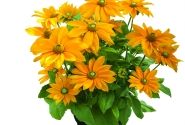 Rudbeckia Sunbeckia Juliana