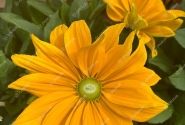 Rudbeckia Sunbeckia Juliana