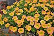 Calibrachoa hybrida Superbells Honey Peach
