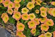 Calibrachoa hybrida Superbells Honey Peach