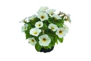 Petunia calibrachoa (Petchoa) BeautiCal Pearl White