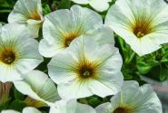 Petunia calibrachoa (Petchoa) BeautiCal Pearl White