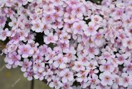 Sutera diffusus Everest Cherry Blossom
