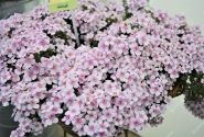 Sutera diffusus Everest Cherry Blossom