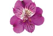 Alstroemeria COLORITA Louise