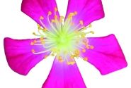 Rosa hybride Rosa Galaxy Antares