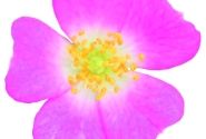 Rosa hybride Rosa Galaxy Vega