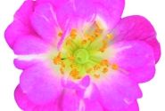 Rosa hybride Rosa Galaxy Naos