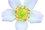 Rosa hybride Rosa Galaxy Arcturus