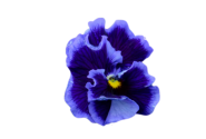 Viola cornuta Ruffles Violet Majesty
