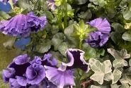 Viola cornuta Ruffles Violet Majesty