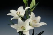 Lilium LA Bach