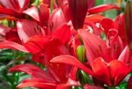 Lilium LA Corleone