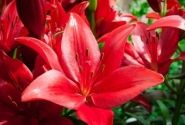 Lilium LA Corleone