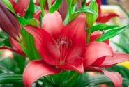Lilium LA Dynamix