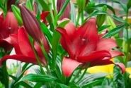 Lilium LA Dynamix