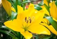 Lilium LA El Divo