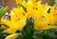 Lilium LA Scipione