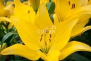 Lilium LA Scipione