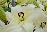 Lilium LA Litouwen