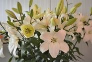 Lilium LA Litouwen
