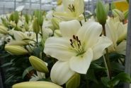 Lilium LA Litouwen