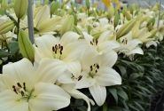 Lilium LA Litouwen