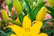 Lilium LA Nashville