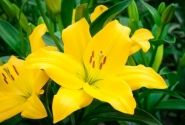 Lilium LA Nashville