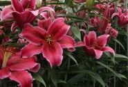 Lilium OR Corvara