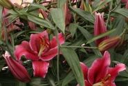 Lilium OR Corvara