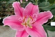 Lilium OR Sorbonne