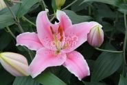 Lilium OR Sorbonne