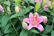 Lilium OR Sorbonne