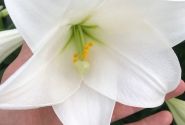 Lilium LF (podu) Miracle