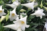 Lilium LF (podu) Miracle