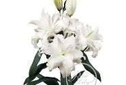 Lilium OR Roselily Angela