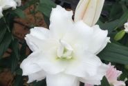 Lilium OR Roselily Angela