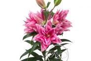 Lilium OR Roselily Ciara