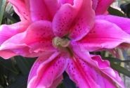 Lilium OR Roselily Ciara