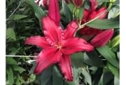 Lilium OR Firebolt