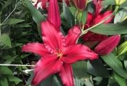 Lilium OR Firebolt