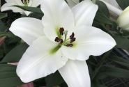 Lilium OT Petacas