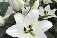 Lilium OT Petacas