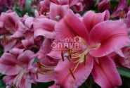 Lilium OT Carbonero